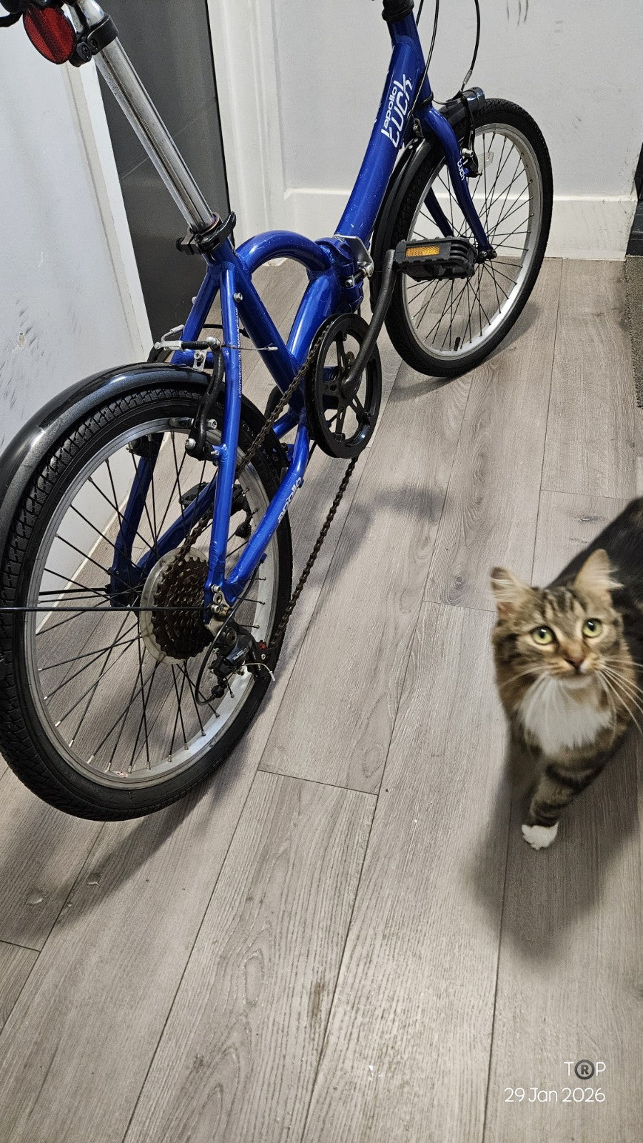 Apollo Luck 2.0 Folding Bike
